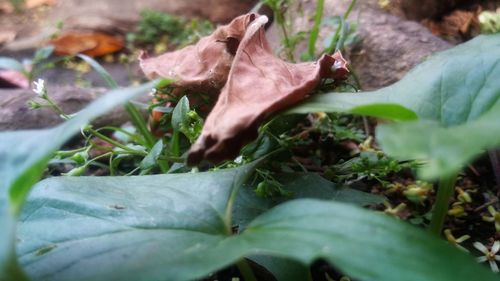 Close-up of dry leaves on field