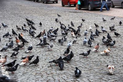 High angle view of birds in water