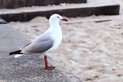 Seagull in manly beach, sydney