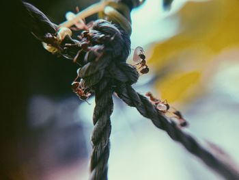 Close-up of plant on branch