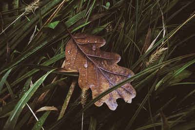 Close-up of autumn leaf