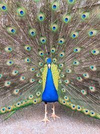 Close-up of peacock