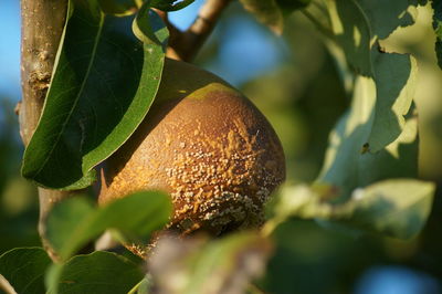 Close-up of fruit growing on tree