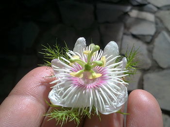 Close-up of hand holding flower