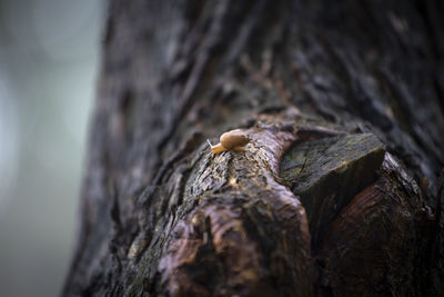 Close-up of lizard on tree trunk