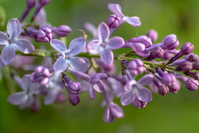 Close-up of purple flowering plant