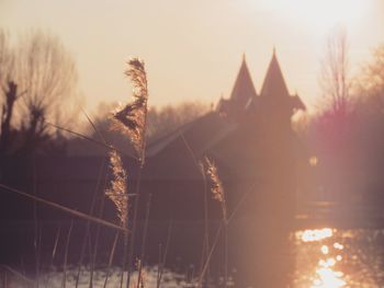 Panoramic shot of plants against sky during sunset