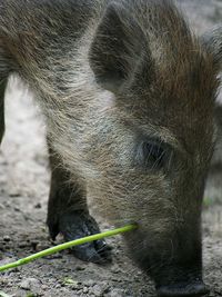 Close-up of pig