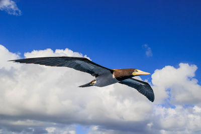 Low angle view of bird flying against sky