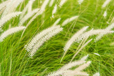 Close-up of fresh green plant on field