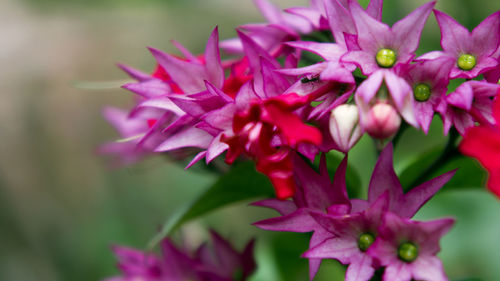 Close-up of pink flowers