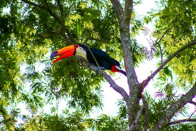 Low angle view of parrot on tree