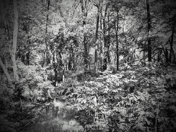 Plants growing on land in forest