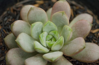 High angle view of succulent plant