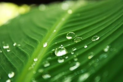 Full frame shot of wet leaves