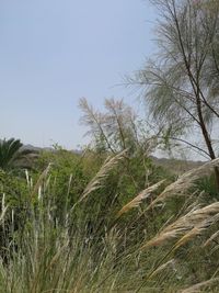 Scenic view of grassy field against sky