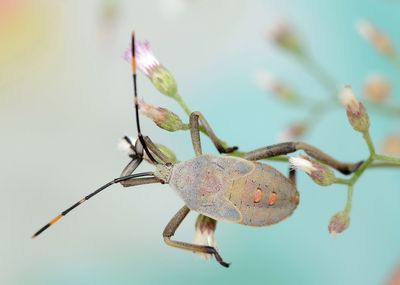 Close-up of crab