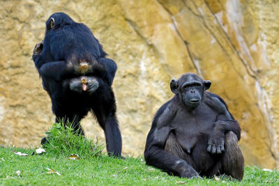 Gorillas on field