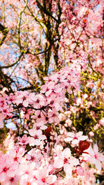 Low angle view of pink cherry blossoms against sky