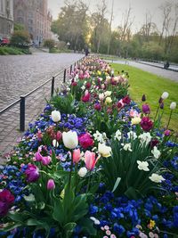 Flowers blooming outdoors