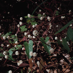 High angle view of flowering plants on field