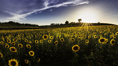 Scenic view of sunflower field against sky