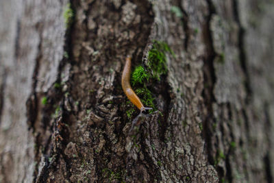 Close-up of slug on tree trunk