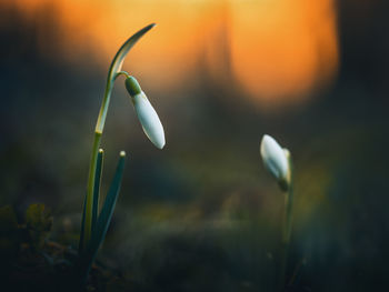 Close-up of crocus against blurred background