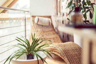 Close-up of potted plant on table at home