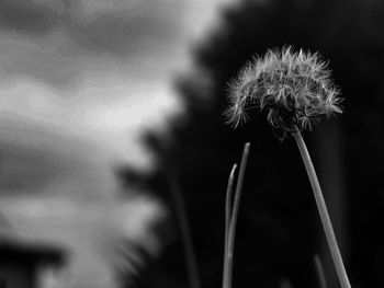 Close-up of wilted dandelion flower