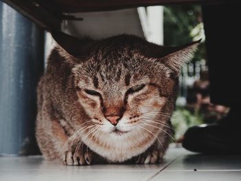 Close-up portrait of tabby cat
