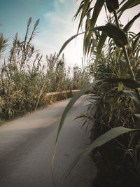 Road by trees against sky