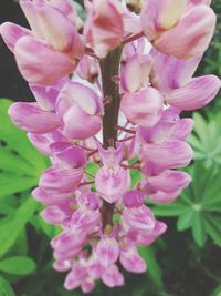 Close-up of pink flower