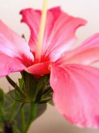 Close-up of pink flowers