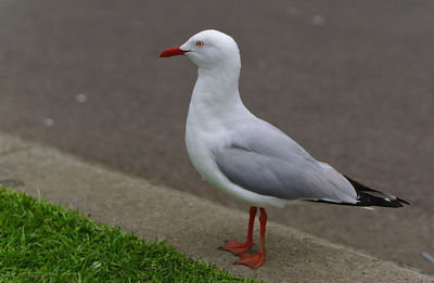 High angle view of seagull perching