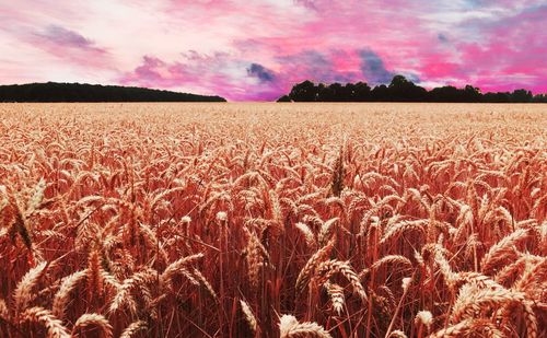 Scenic view of field against sky during sunset