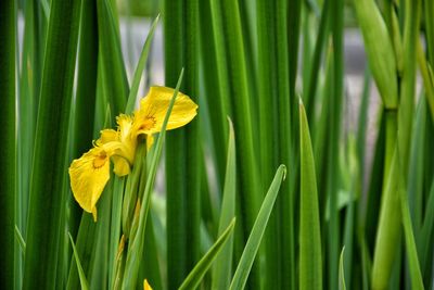 Close-up of yellow flowering plant