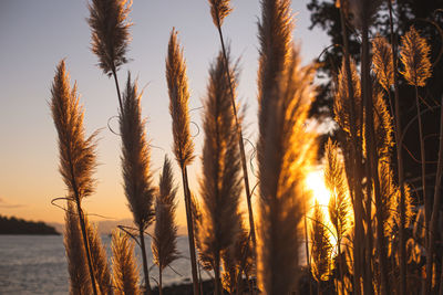 Close-up of stalks against sky during sunset