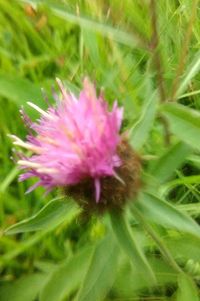 Close-up of pink flower blooming outdoors