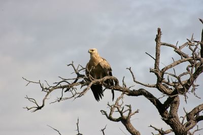 Low angle view of bird perching on branch