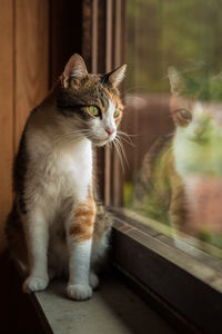 Young cat with reflection looking out of window
