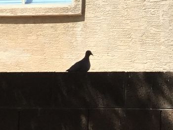 Bird perching on retaining wall