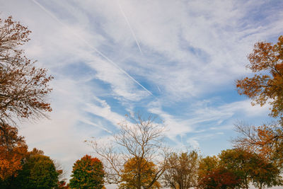 Low angle view of trees against sky