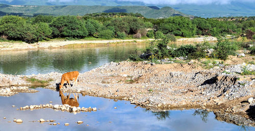 Reflection of trees in lake