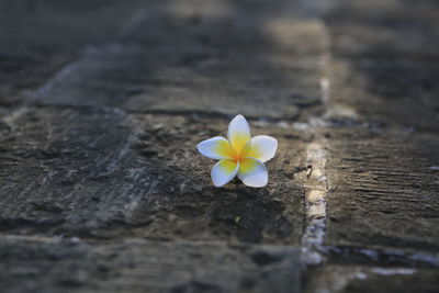 Close-up of frangipani blooming outdoors