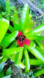 High angle view of insect on plant
