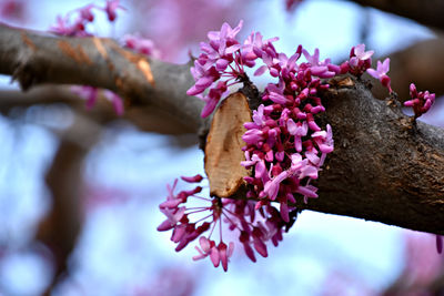 Close-up of pink flowers