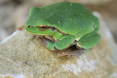 Close-up of frog on leaf