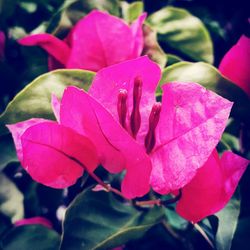 Close-up of pink rose