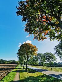 Trees on field against sky